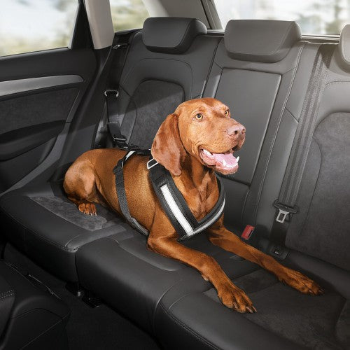 Dog safety belt