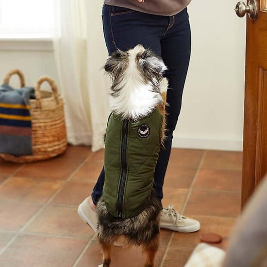 Green dog jacket